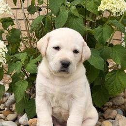 Sherry - Yellow female Labrador Retriever puppy in Archer Lodge, North Carolina from Archer Lodge Labradors