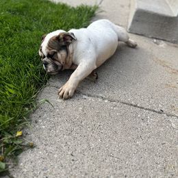 Bulldog Puppies from Castle Manor Bulldogs
