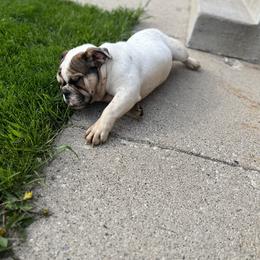Bulldog Puppies from Castle Manor Bulldogs