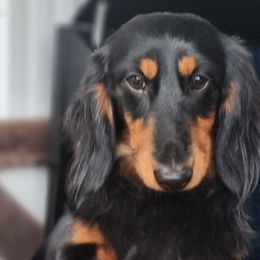 Remi - Dachshund