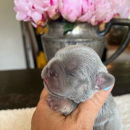Sneezy - Blue fawn male French Bulldog puppy in Rathdrum, Idaho from Smart Pomskies and Frenchies