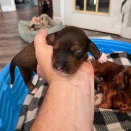 Luna - Fawn (isabella) and tan female Dachshund puppy in Aragon, Georgia from Daschunds Unlimited