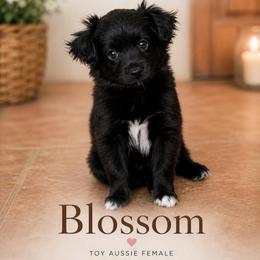 Blossom - female Toy Australian Shepherd puppy in Delta, Colorado from SATA Kennels