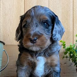 Goldendoodles from NY Dandy Doodles