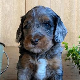Goldendoodles from NY Dandy Doodles