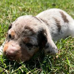 Moola - Dapple female Dachshund puppy in Springfield, Ohio from LUXEYPUPS