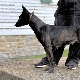 Doberman Pinschers and Dutch Shepherds from Crosspointe Canines; Home of Karmic Doberman Pinschers & Stellar Dutch Shepherds