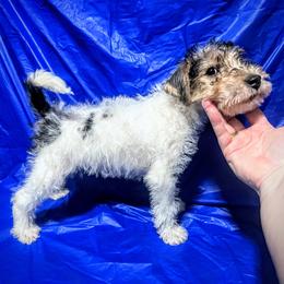 Last-Born Boy - White tan and black male Wire Fox Terrier puppy in Ennis, Texas from Syrayed Farm