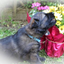 German Shepherd Puppies from Stonewick German Shepherds