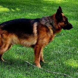 Thor - German Shepherd