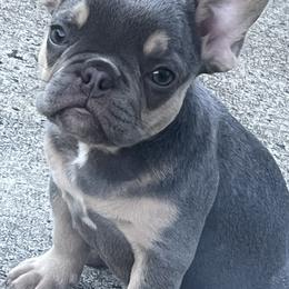 French Bulldog Puppies from Cocoskennel