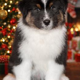 Ghost - Black tri-color male Australian Shepherd puppy in Augusta, Georgia from Incendia Aussies & Dobies