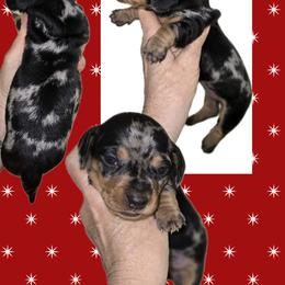 Sh Male dappled - Dapple male Dachshund puppy in Lufkin, Texas from Dixie Chic Frenchies