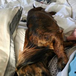 Cheyenne - Dachshund