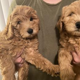 Goldendoodle Puppies from Virgin River Kennel