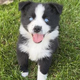Mia - Black & white female Australian Shepherd puppy in Flemington, New Jersey from Aislin Fields
