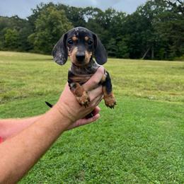 Marley - Dapple female Dachshund puppy in Milroy, Pennsylvania from Not Your Average Weiner