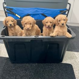 Goldendoodle Puppies from Lakeside Doodles