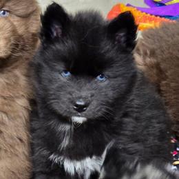 Cheers - Black female Siberian Husky puppy in East Tawas, Michigan from BurnsBerg's Woolies