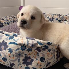 Labrador Retriever Puppies from BellaVista Labradors LLC