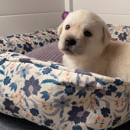 Labrador Retriever Puppies from BellaVista Labradors LLC