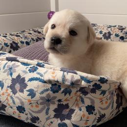 Labrador Retriever Puppies from BellaVista Labradors LLC
