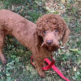 Arlo - Cockapoo