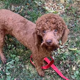 Arlo - Cockapoo