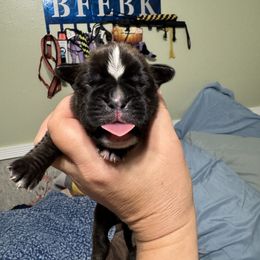 Pink - Brindle female Boxer puppy in Ekron, Kentucky from Best Friends Euro Boxers and French Bulldogs