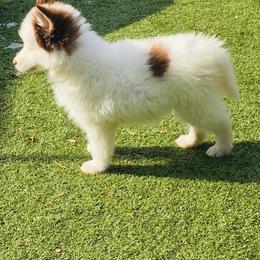 Siberian Husky Puppies from Arctic Circle Kennels