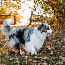 Australian Shepherd and German Shepherd All Grown Up from Birch Haus
