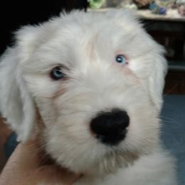 Old English Sheepdog Puppies from Sapphire Eyes Sheepdogs