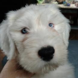 Old English Sheepdog Puppies from Sapphire Eyes Sheepdogs