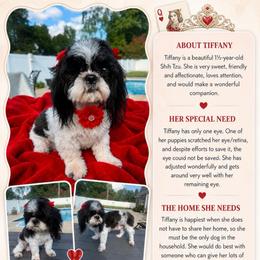 Tiffany - Black and white female Shih Tzu puppy in Burlington, North Carolina from Nancy’s Lil’Shih Tzus