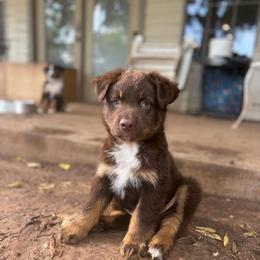 Rooster - Red tri-color male Australian Shepherd puppy in Oklahoma City, Oklahoma from Mika’s Aussies