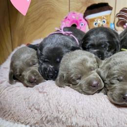 Dilute Retriever Puppies from Longoria's Labrador Retrievers