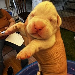 Dali - White male Boxer puppy in Las Vegas, Nevada from Venician Boxers