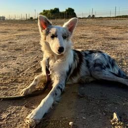 Stella - Blue merle female Border Collie puppy in Lodi, California from R3 Sport Dogs (R3 Goldens/ R3 Border Collies)