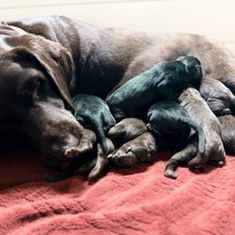 Chai - Chocolate female Labrador Retriever puppy in Sweet Home, Oregon from Knotty Creek Labradors