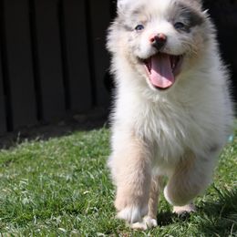 Australian Shepherd Puppies from Painted Blue Aussies
