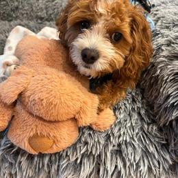 Bernedoodle and Cavapoo All Grown Up from FIRMAN & INA TROYER