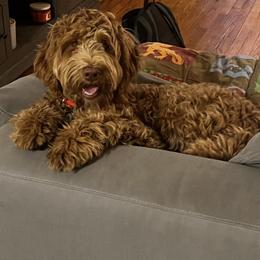 Boy 4 - Caramel cream male Australian Labradoodle puppy in Morristown, New Jersey from English Manor Labradoodles
