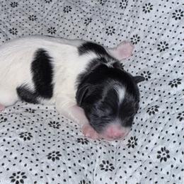 Apple - Black and white female Cavapoo puppy in Nevada, Missouri from Backroad Fur Babies