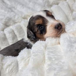 Beau - male Golden Mountain Doodle puppy in Palestine, Texas from KK's Doodle Bunch