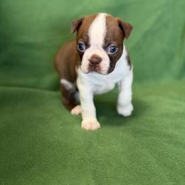 Velvet - Red female Boston Terrier puppy in Lake City, Florida from RuckerRun Boston Terriers