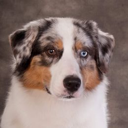 Dibbs - Australian Shepherd