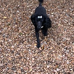 Dakota - Poodle