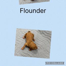 Akc Flounder - Apricot male Poodle puppy in Harrisburg, Arkansas from Ransone’s Ridge Runners Poodles and Doodles