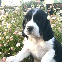 Daiquiri - English Springer Spaniel puppy in California from Alerion English Springer Spaniels