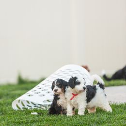 Bernedoodle and Goldendoodle Puppies from Sunnydoodle Utah